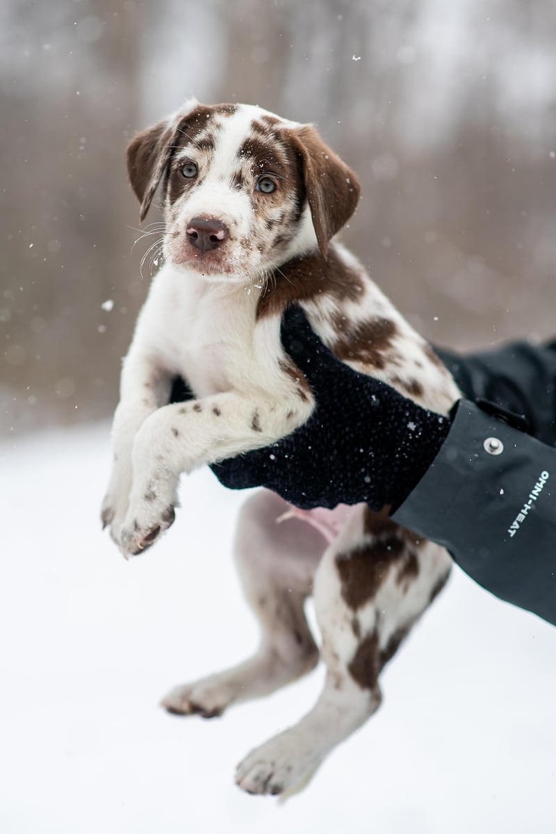 Rescued Puppy